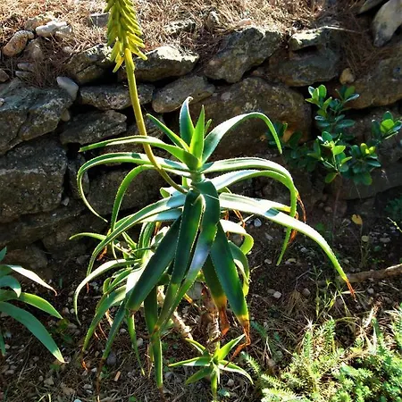 Damir * نيغيزيني